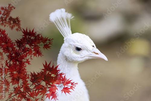 Canvas Print White peacock in Zoo and red Asian maple