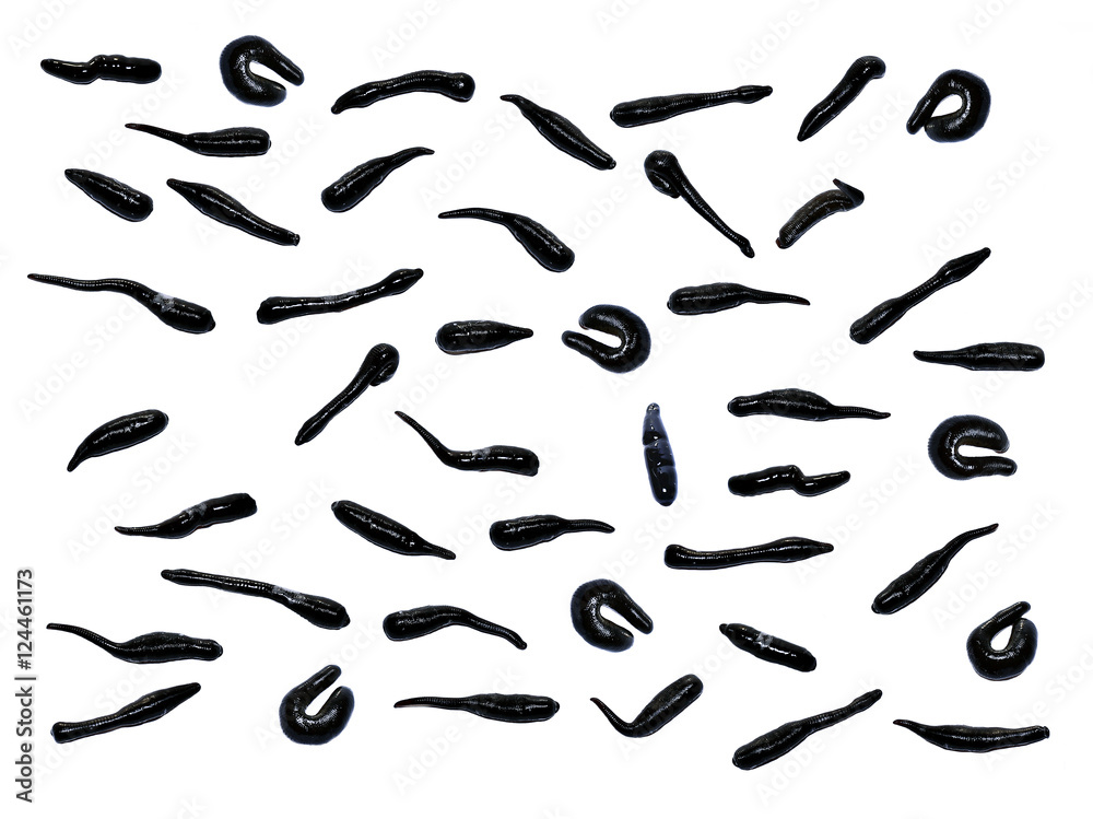 Many shiny black leeches, isolated on white background Many shiny black leeches, isolated on white background