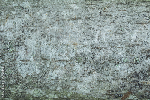 Background Cortex tree alder