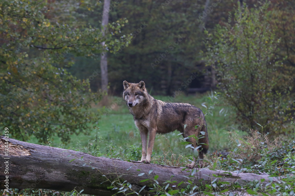 loup sur le tronc 