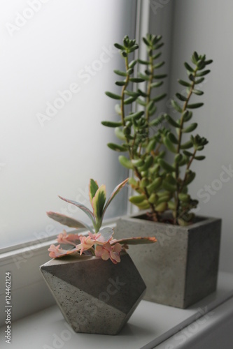 Succulents 3