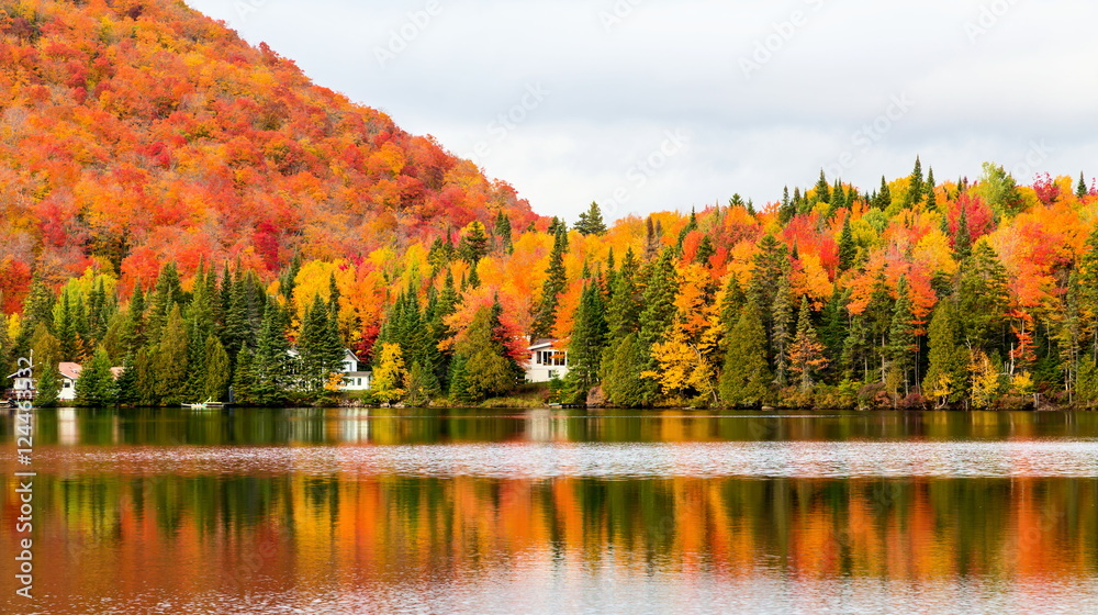 Naklejka premium Jesień zaczyna mieć wpływ na wiejską wieś na północy Quebecu. Drzewa czerwieniały się krwistoczerwone przed zimowym szturmem.
