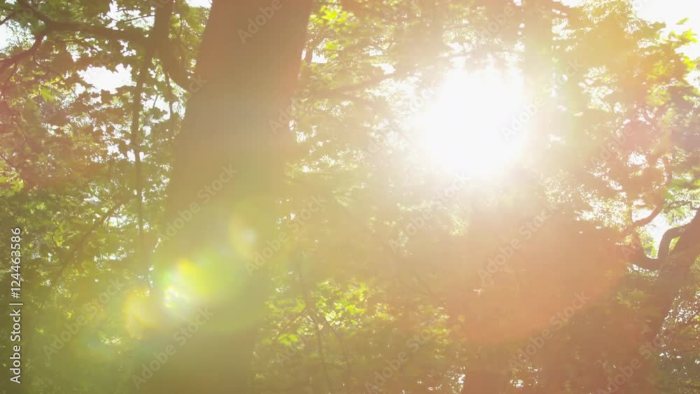 View of the sun through the leaves of the trees overhead on a glorious morning in Parukarka park in Prague, Czech Republic. Large tree trunk is prominent. 4k.