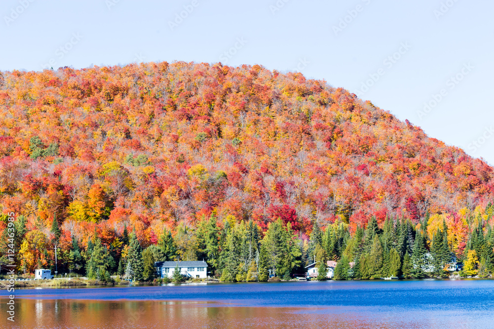 Obraz premium Autumn beginning to take affect on cottage country in the Quebec north. Trees turning blood red before the winter onslaught.