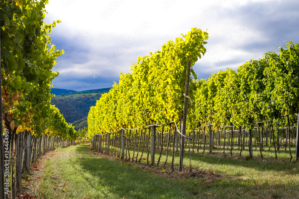 Naklejka premium Sunset over vineyard rows ready for harvest