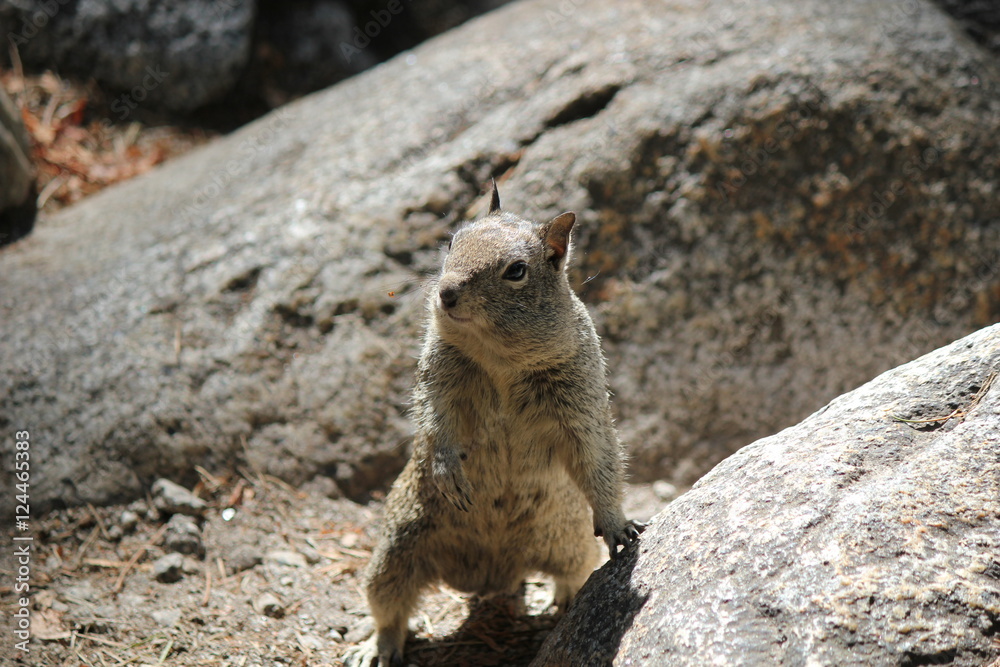 Squirrel Squirrel