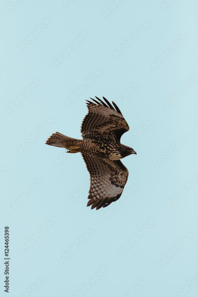 Obraz premium Eagle | Point Reyes