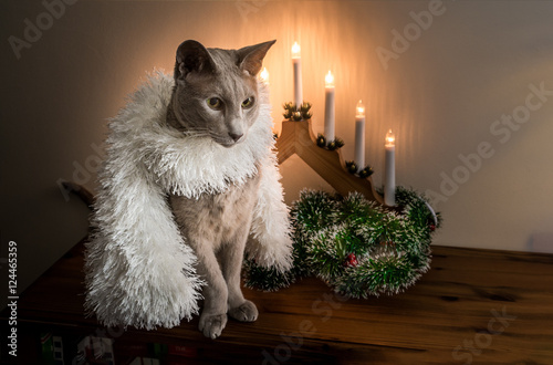 Christmas Cat