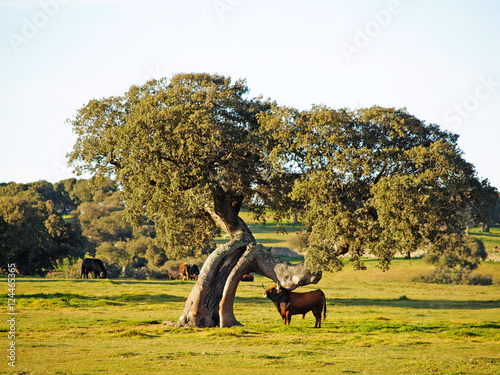 Bull on countryside in Salamanca, Spain