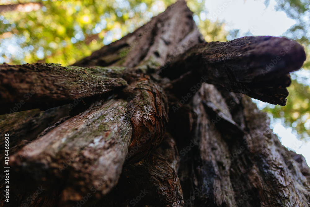 Fototapeta premium Sequoia Cortex | Avenue of Giants