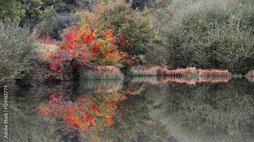 bord d'étang en automne