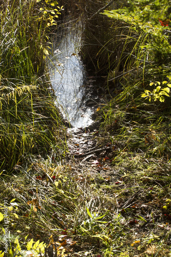 Beaver trail at edge of bog, Plymouth, New Hampshire. photo