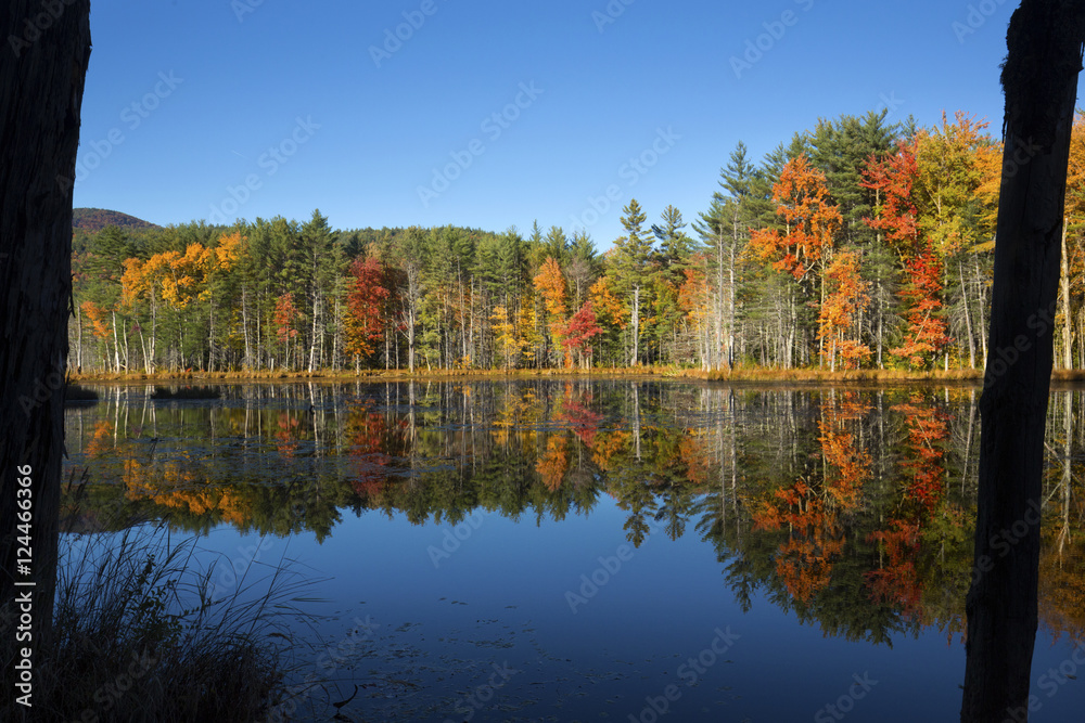 Fall foliage reflected in water of bog in New Hampshire.