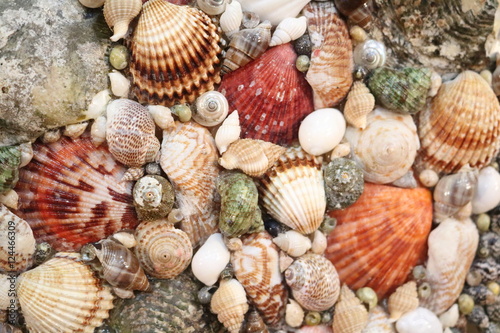 Obraz na plátně Panels made of various shells, beads of various shells