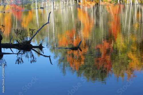 Reflections of fall foliage in New Hampshire bog. photo