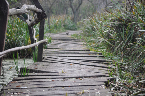 uneven path made of wooden planks at ecological reserve and natural park Ribera north, Buenos Aires, Argentina, with a snipe crossing