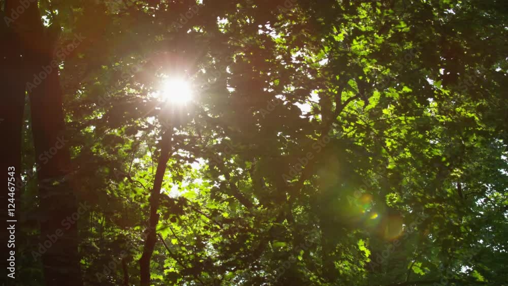View of the sun through the leaves of the trees overhead on a glorious morning in Parukarka park in Prague, Czech Republic. 4k.