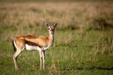 Diminutive Thompson's gazelle staring at viewer on the savanna in Kenya's Masai Mara national park