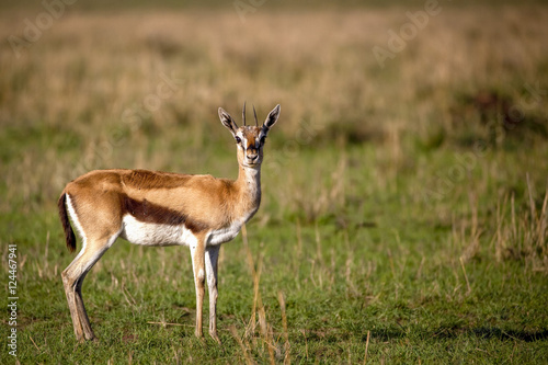 Diminutive Thompson's gazelle staring at viewer on the savanna in Kenya's Masai Mara national park