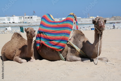 Camel Morocco Tangier