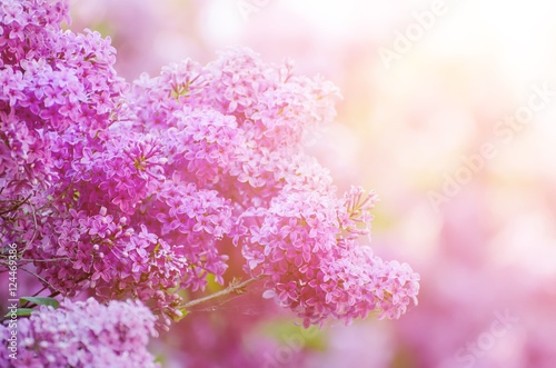 Branch of lilac flowers with the leaves, macro image with sunshine © Roxana