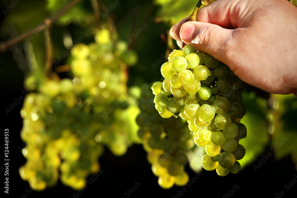 Food technology-grape vine when tearing autumn