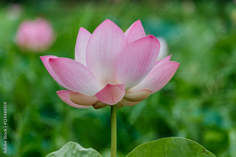 Lotus flower and Lotus flower plants Lotus flower and Lotus flower plants