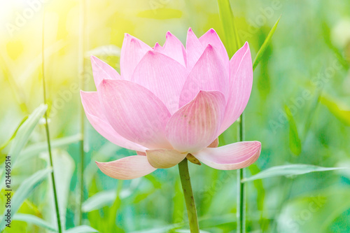 Lotus flower and Lotus flower plants