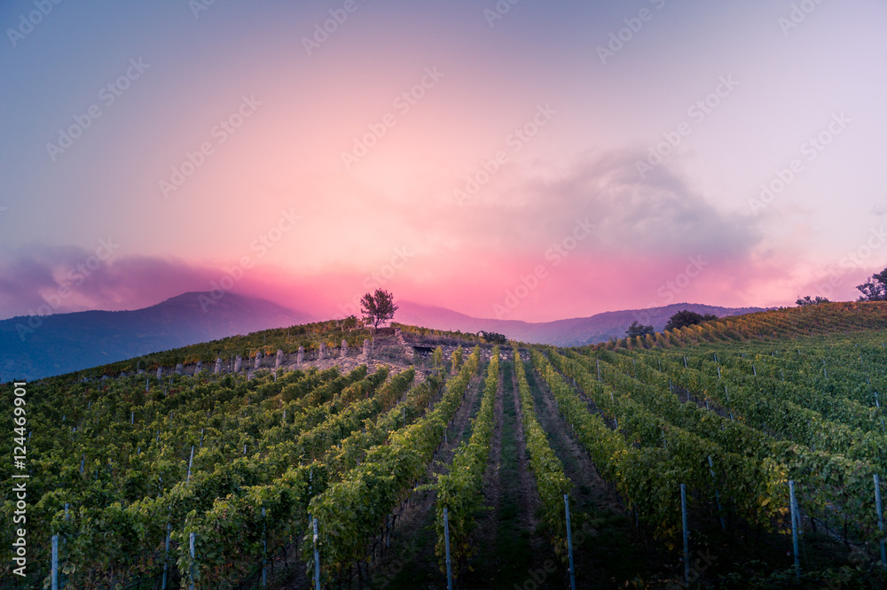 vineyard at autumn sunset