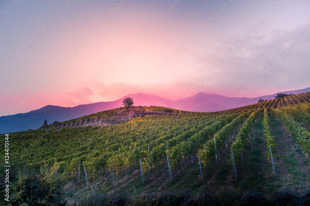 Fototapeta premium vineyard at autumn sunset