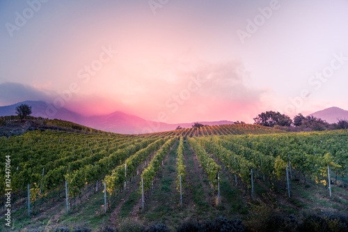 vineyard at autumn sunset