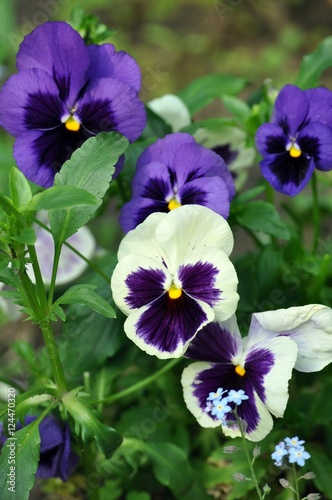 Violet Pansy