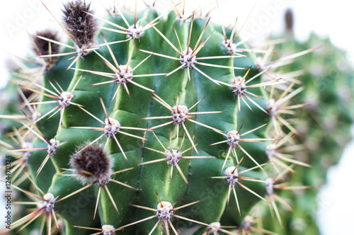 Close up of a cactus