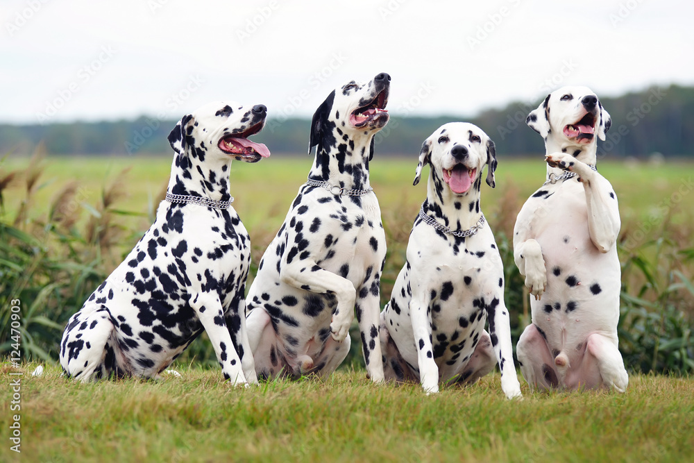 Group of four obedient Dalmatian dogs sitting outdoors on a green grass Group of four obedient Dalmatian dogs sitting outdoors on a green grass