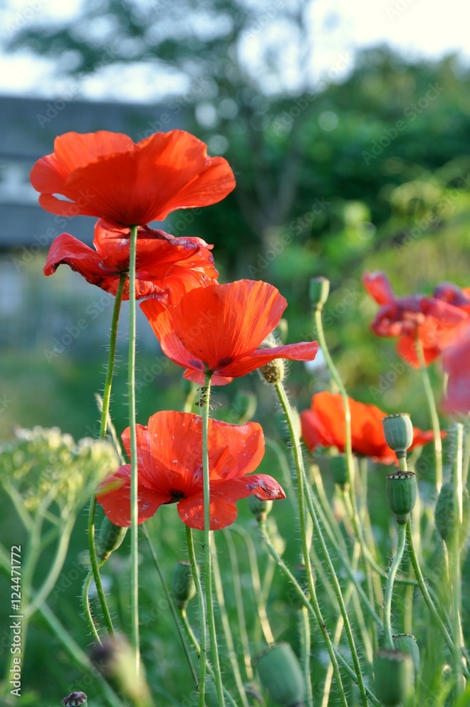 Obraz premium poppy flowers