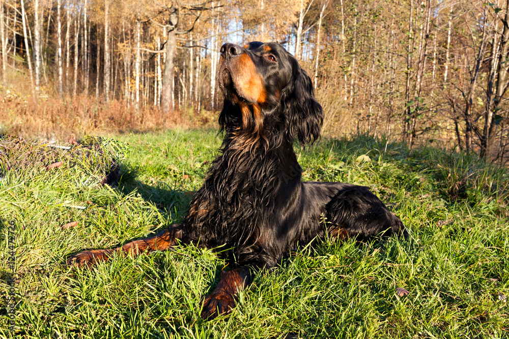  Setter Gordon is lying on green grass