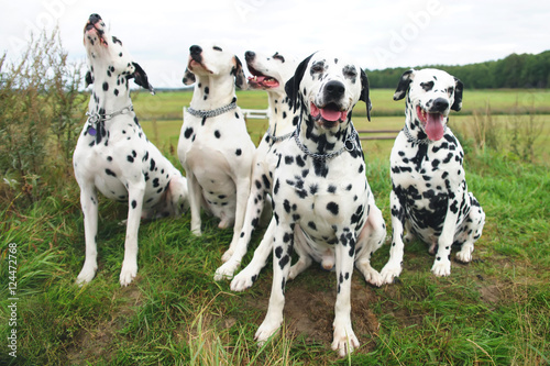 Group of five obedient Dalmatian dogs sitting outdoors on a green grass