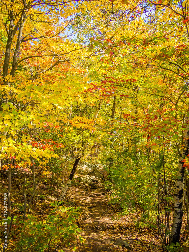 Naklejka premium Trail in the autumn forest