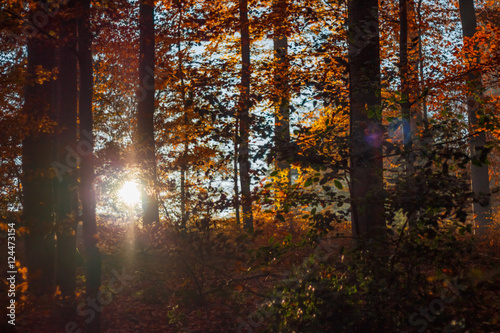 Herbstlicher Wald mit Sonnenstrahlen © Matthias