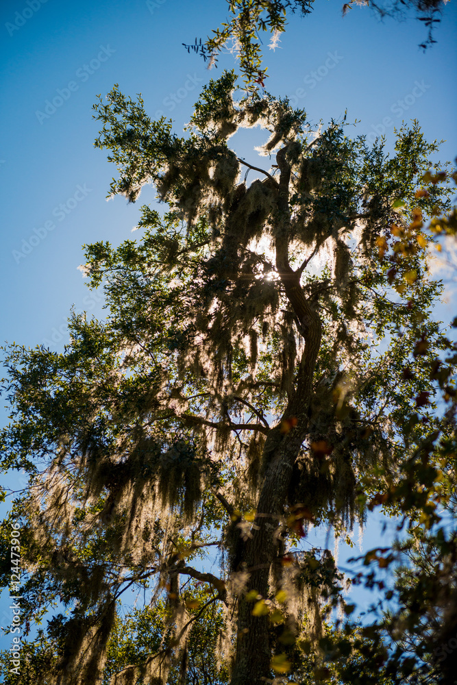 Fototapeta premium Wormsloe State Historic Site