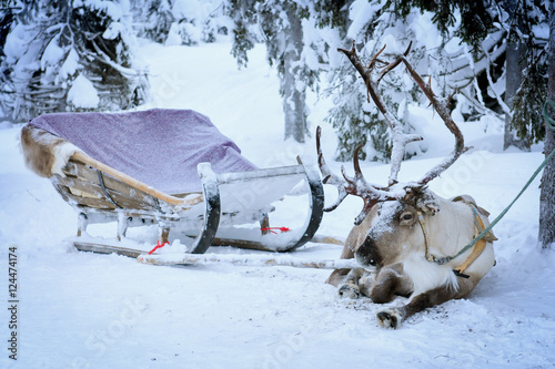 Reindeer in sled © belostmi