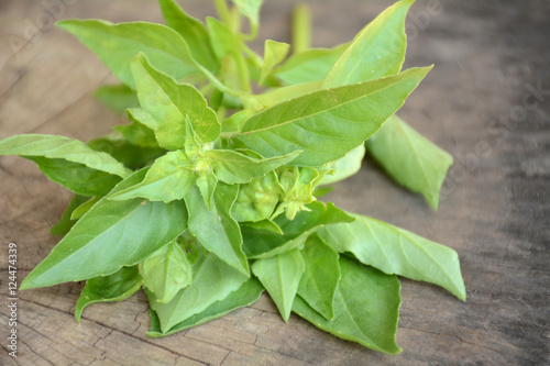 hoary basil or lemon basil put on old wooden background prepare for Thai food