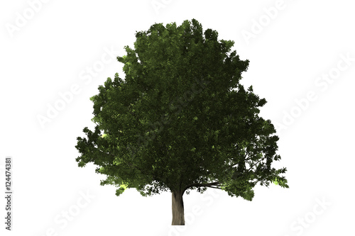 tree isolated  