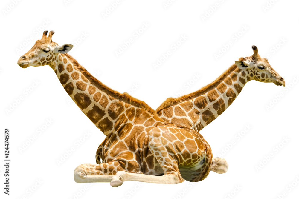 Fototapeta premium Twin Sitting Giraffes, isolated on white background.
