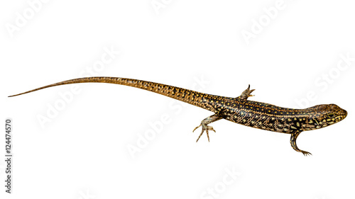 Brown and yellow Eastern Water Skink Eulamprus quoyii  isolated on white background. from Australia  isolated on white background