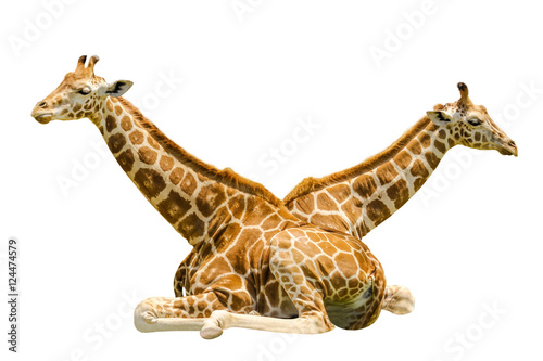 Photography Twin Sitting Giraffes, isolated on white background.