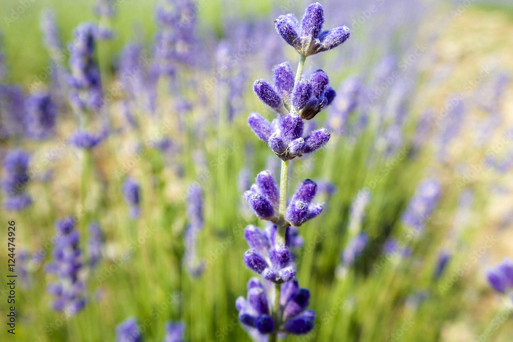 Naklejka premium Lavender close up Prince Edward County