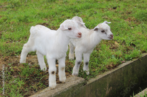 二匹の子やぎ