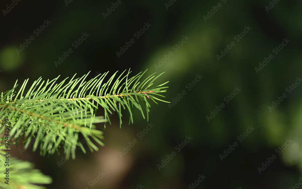 Pine Branch 