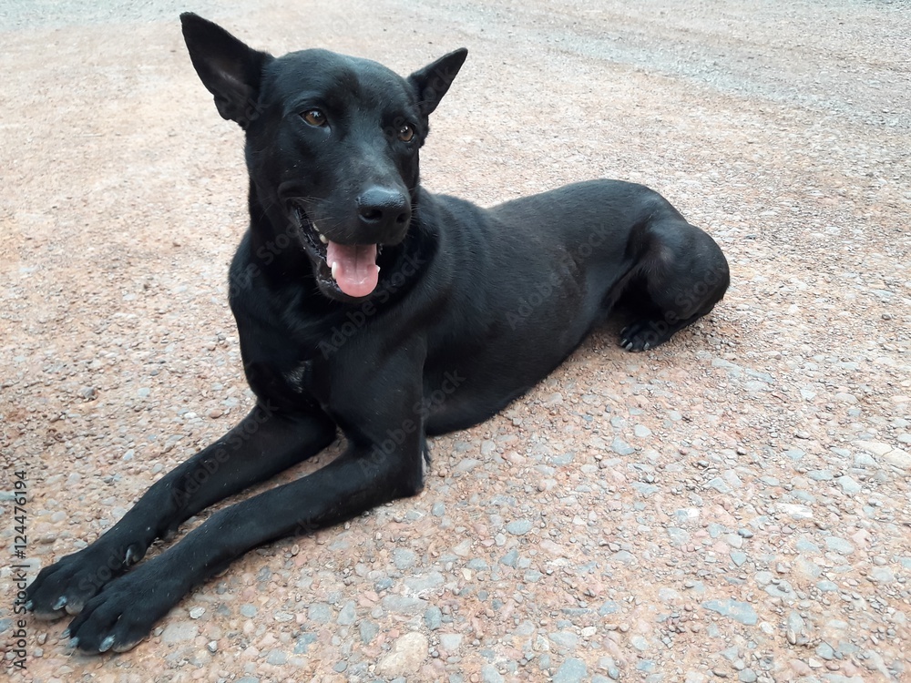Smiling black dog in relaxing Smiling black dog in relaxing